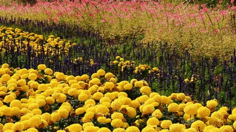 Spider flower in autumn Stock Footage 42773278