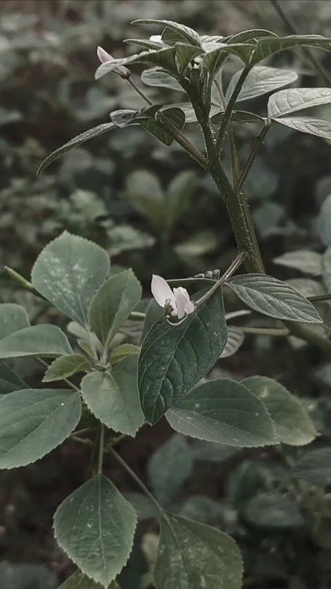 Spider Flower, Cinematic Vertical 스톡 동영상 281418106