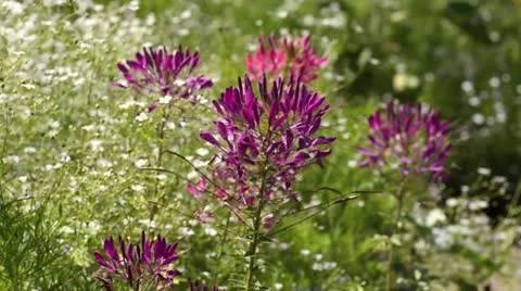Spider flower (Cleome spinosa) Stock Footage 14917074