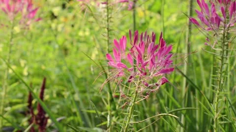 Spider flower (Cleome spinosa) Stock Footage 14920422