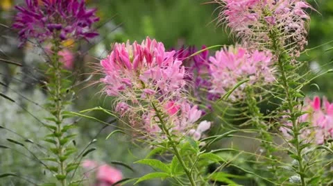 Spider flower (Cleome spinosa) Stock Footage 14926441