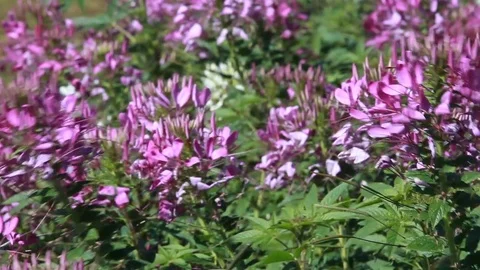 Spider flower (Cleome spinosa Jacq) in the garden. Video stock 81730153