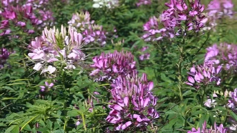Spider flower (Cleome spinosa Jacq) in the garden. Stock Footage