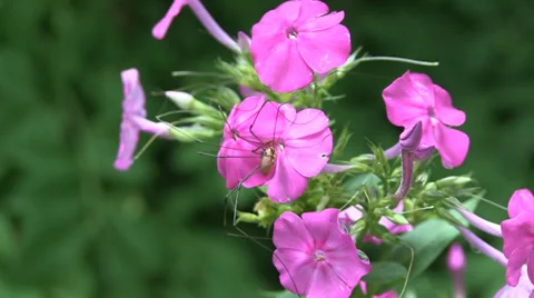 SPIDER on the FLOWER 動画素材 32816615