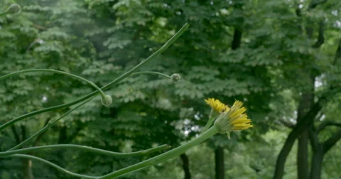 Spider on flower Stock Footage 68214845