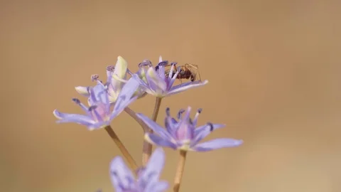 Spider on flower Stock Footage 105678359
