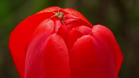 Spider in flower Stockbeeldmateriaal 154034078