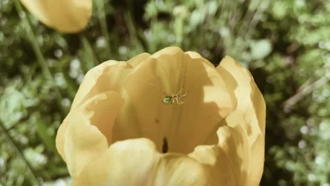 A spider on a flower. Stock Footage 242904174