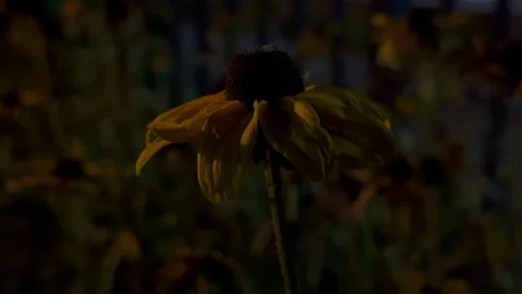 Spider on Flower Stock Footage 288041248