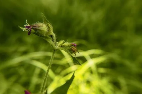 Spider on flower forest Stock Photos