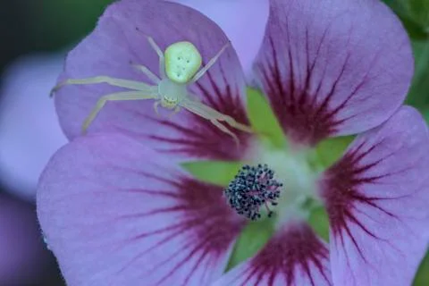 Spider on a flower macro shot Stock Photos