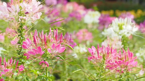 Spider flower or prickly spider-flower or pink queen in the wind Stock Footage 36054777