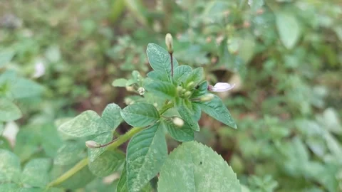 Spider Flower, Part 1 Видео 279645516