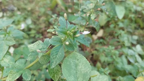 Spider Flower, Part 2 Video stock 279645557