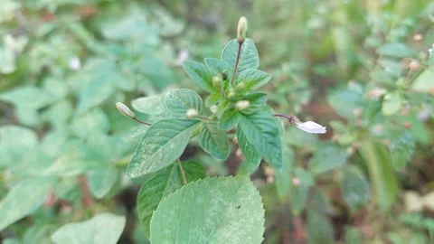 Spider Flower, Part 3 Stock Footage 279645678