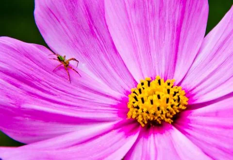 Spider in a flower Stock Photos
