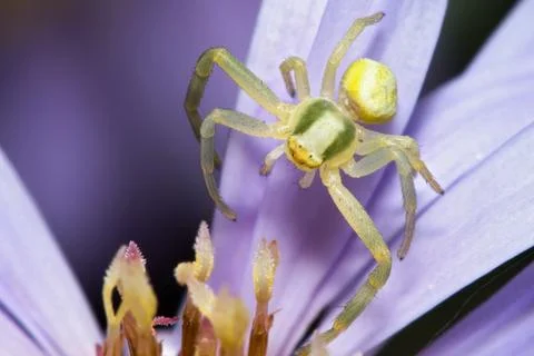 Spider on flower Stock Photos