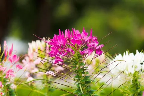 Spider flower Stock Photos