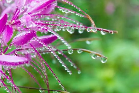 Spider flower Stock Photos