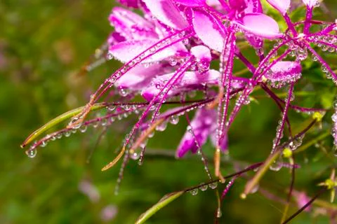 Spider flower Stock Photos