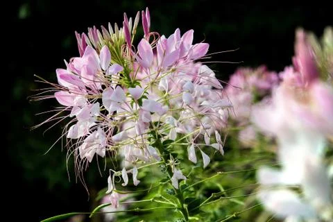 Spider Flower Stock Photos