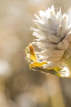 Spider on a flower Stock Photos