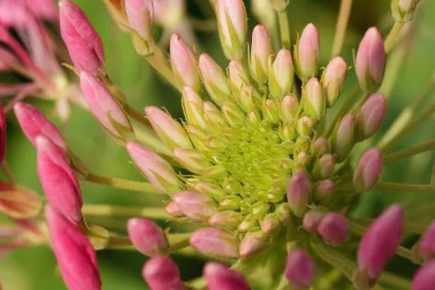 Spider Flower 写真素材