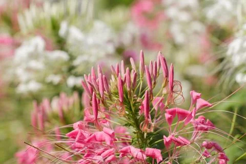 Spider Flower Stockfoto's