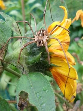 The spider on the flower 写真素材