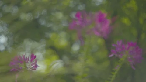 Spider Flower in Rain Vídeo Stock 344995207