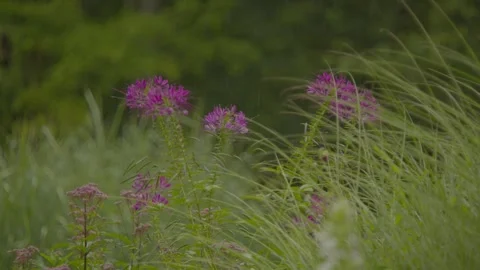 Spider Flower in the Rain Stock-Footage 344995248
