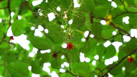 Spider flower spider web spider web light shadow Stock Footage 210858558
