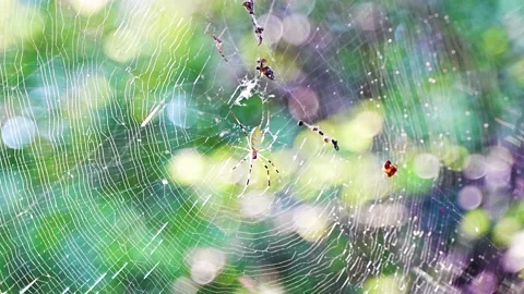 Spider flower spider web spider web light shadow Video stock 210881031