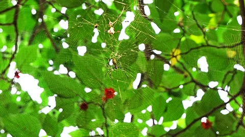 Spider flower spider web spider web light shadow Stock Footage 210883434