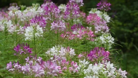 Spider flowers Stock Footage 83402175