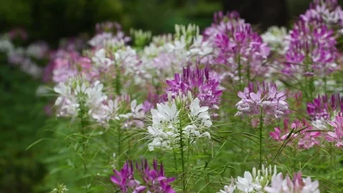 Spider flowers Stock Footage 83402181
