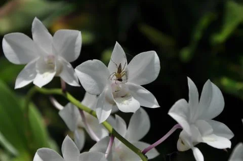 Spider on flowers Stock Photos