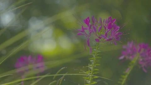 Spider Flowers in Rain - ECU Vídeo Stock 344994368