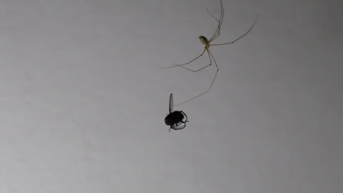 Spider &amp; Fly 1 스톡 동영상 127178417