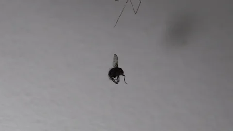 Spider &amp; Fly 2 스톡 동영상 127178308