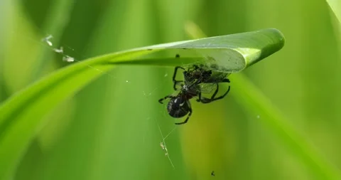 A spider with a fly caught in its web at Leighton Moss, Silverdale, Lancashir Stock Footage 287013457