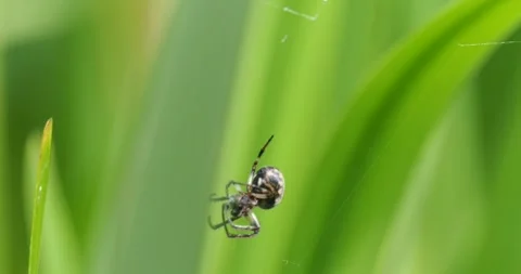 A spider with a fly caught in its web at Leighton Moss, Silverdale, Lancashir Stock Footage 287013566