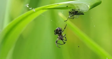 A spider with a fly caught in its web at Leighton Moss, Silverdale, Lancashir Stock Footage 287013840