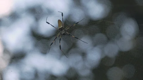 Spider In Focus Stock Footage 111962777