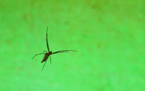 Spider in focus on its blurred silky thread web waiting for its prey. Stock Photos