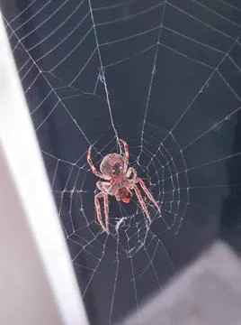 Spider Focused Stock Photos