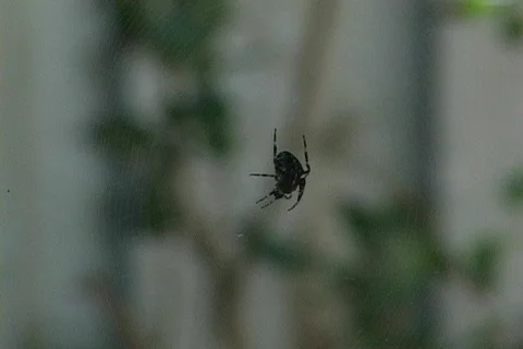 Spider Stock Footage 396664