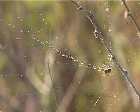 Spider Stock Footage 460006
