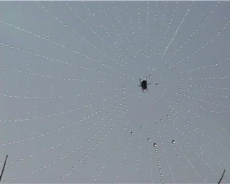 Spider Stock Footage 460008