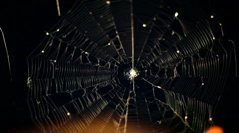 Spider Stock Footage 475083